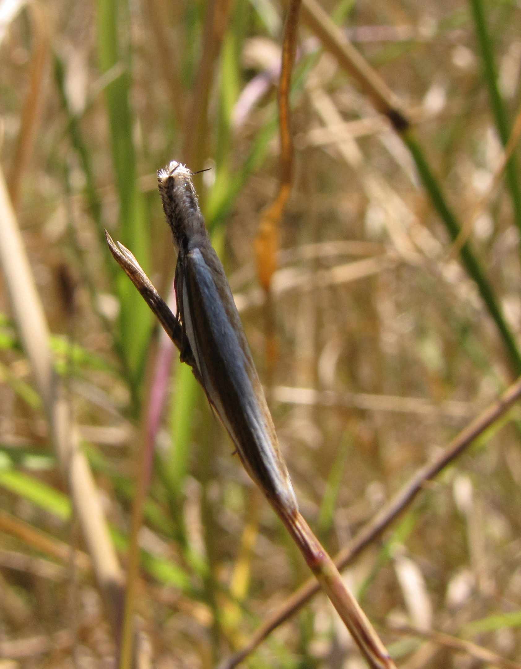 farfalla molto strana - Crambidae